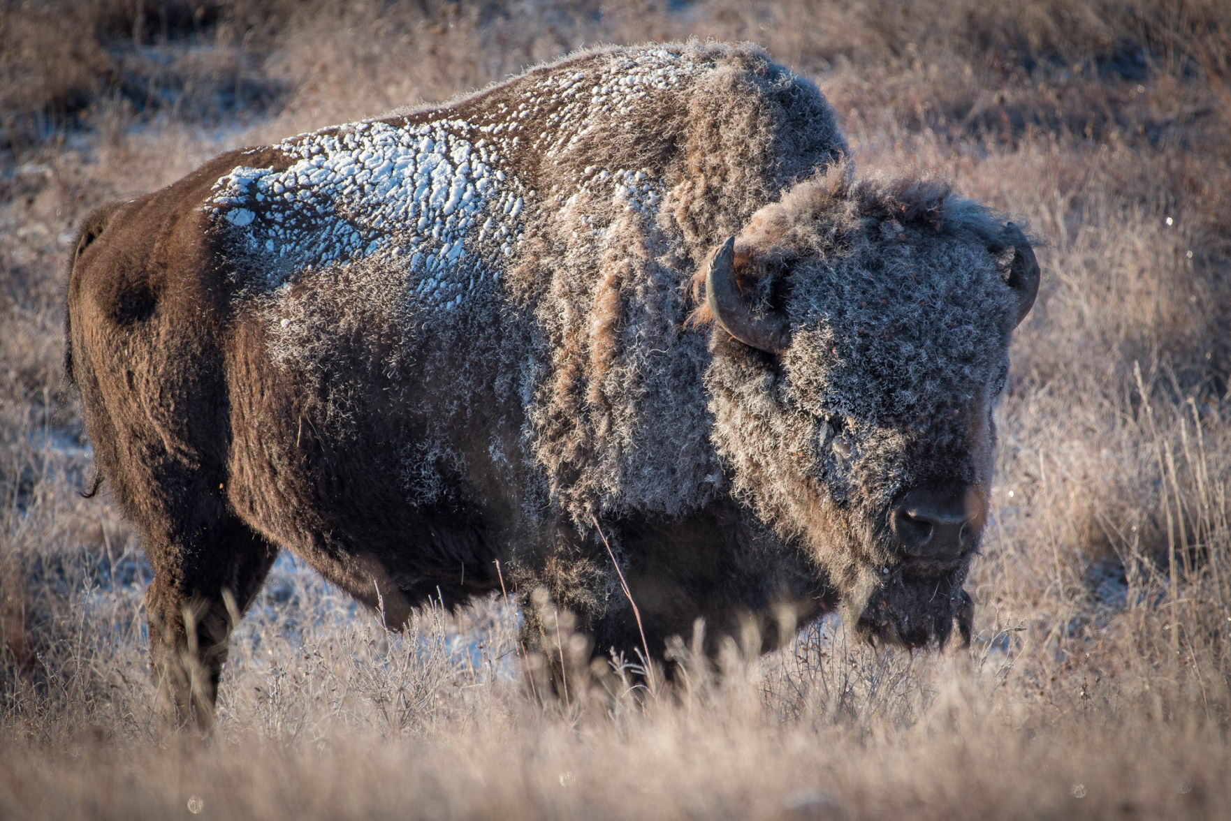 Gov. Noem's proposed campground in Custer State Park rankles business owners, lawmakers Custer State Park buffalo